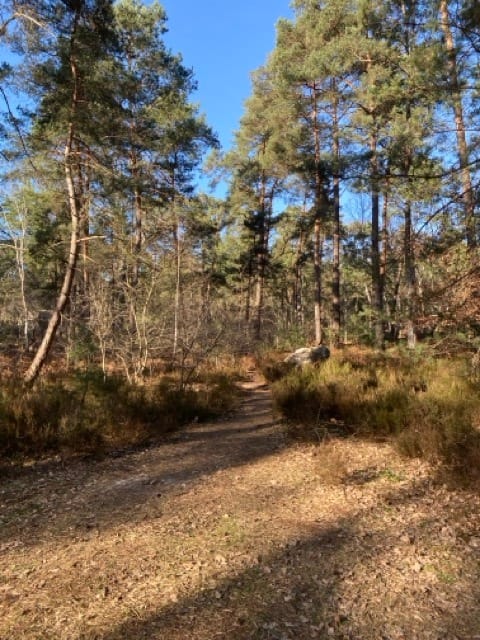 BAINS DE FORÊT 1 un chemin dans la forêt de Fontainebleau
