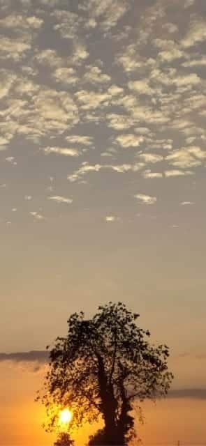 BAINS DE FORÊT 2 coucher de soleil sur un arbre
